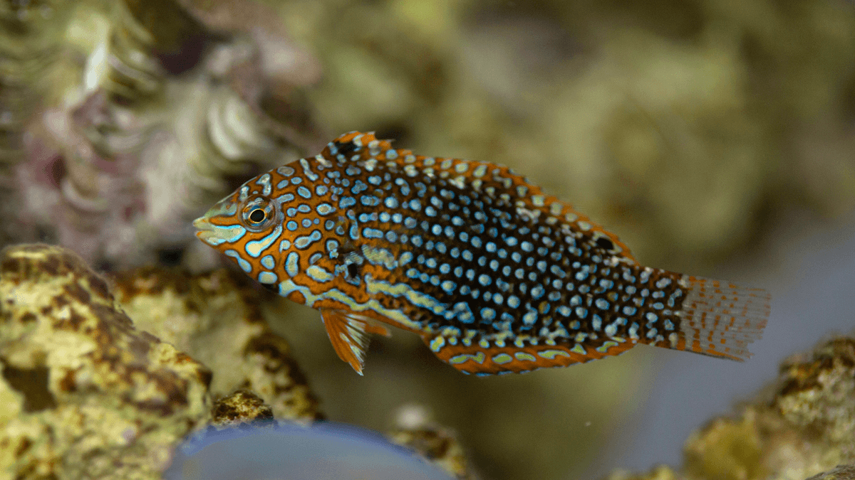 An image of a Leopard wrasse
