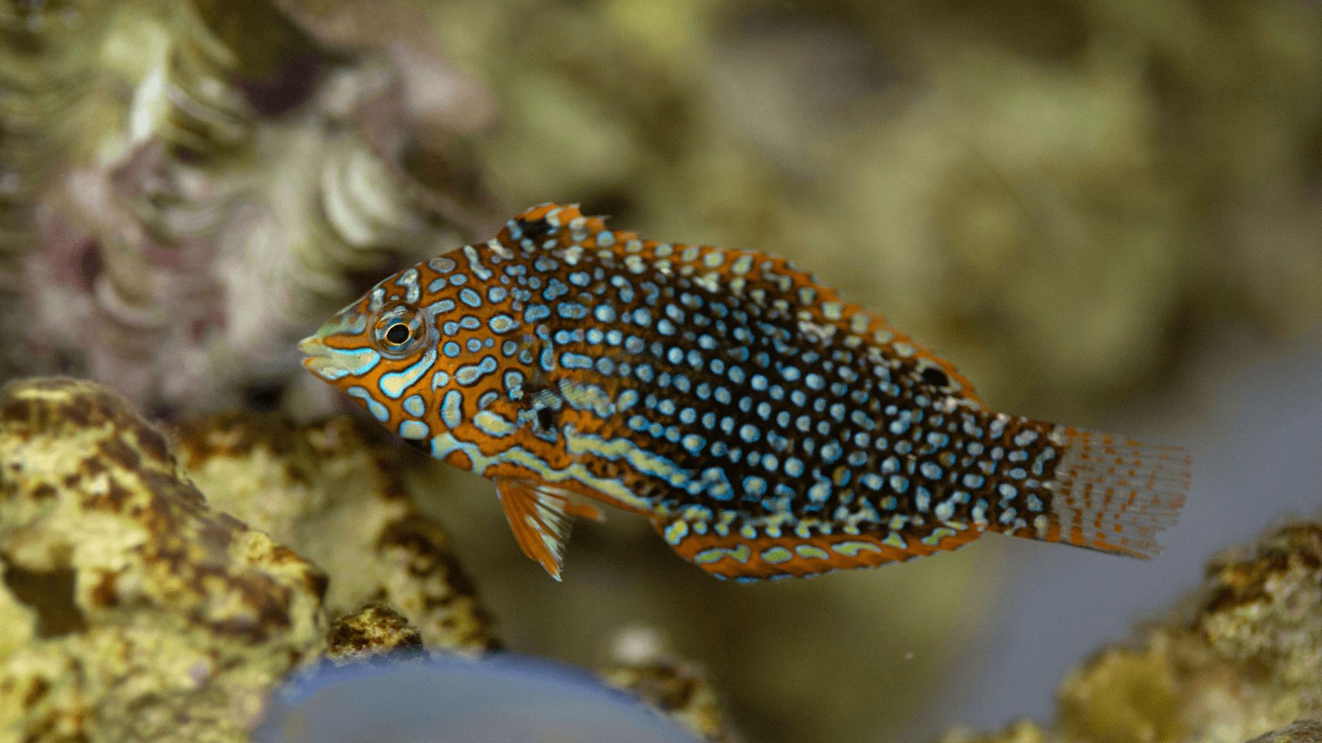 A photo of Leopard wrasse