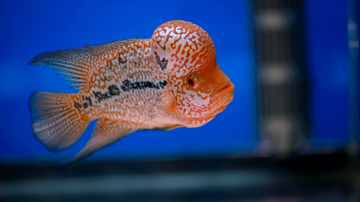 An image of a Flowerhorn cichlid