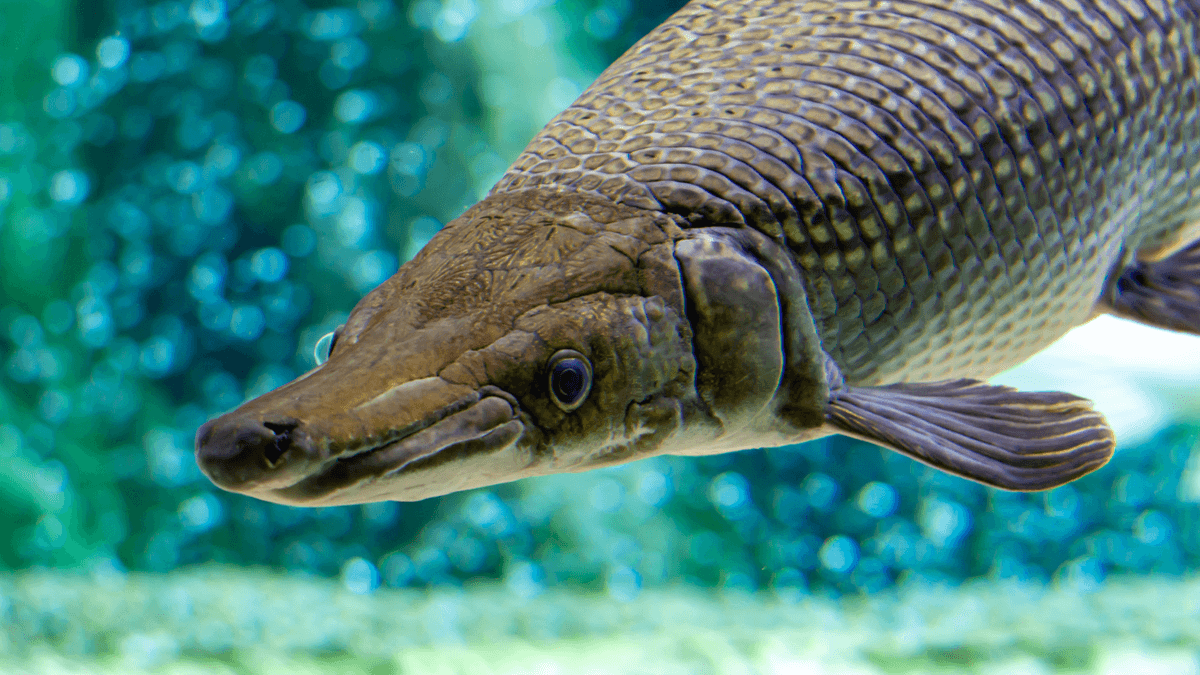 An image of a The Most Prehistoric Tropical Fish for Your Aquarium