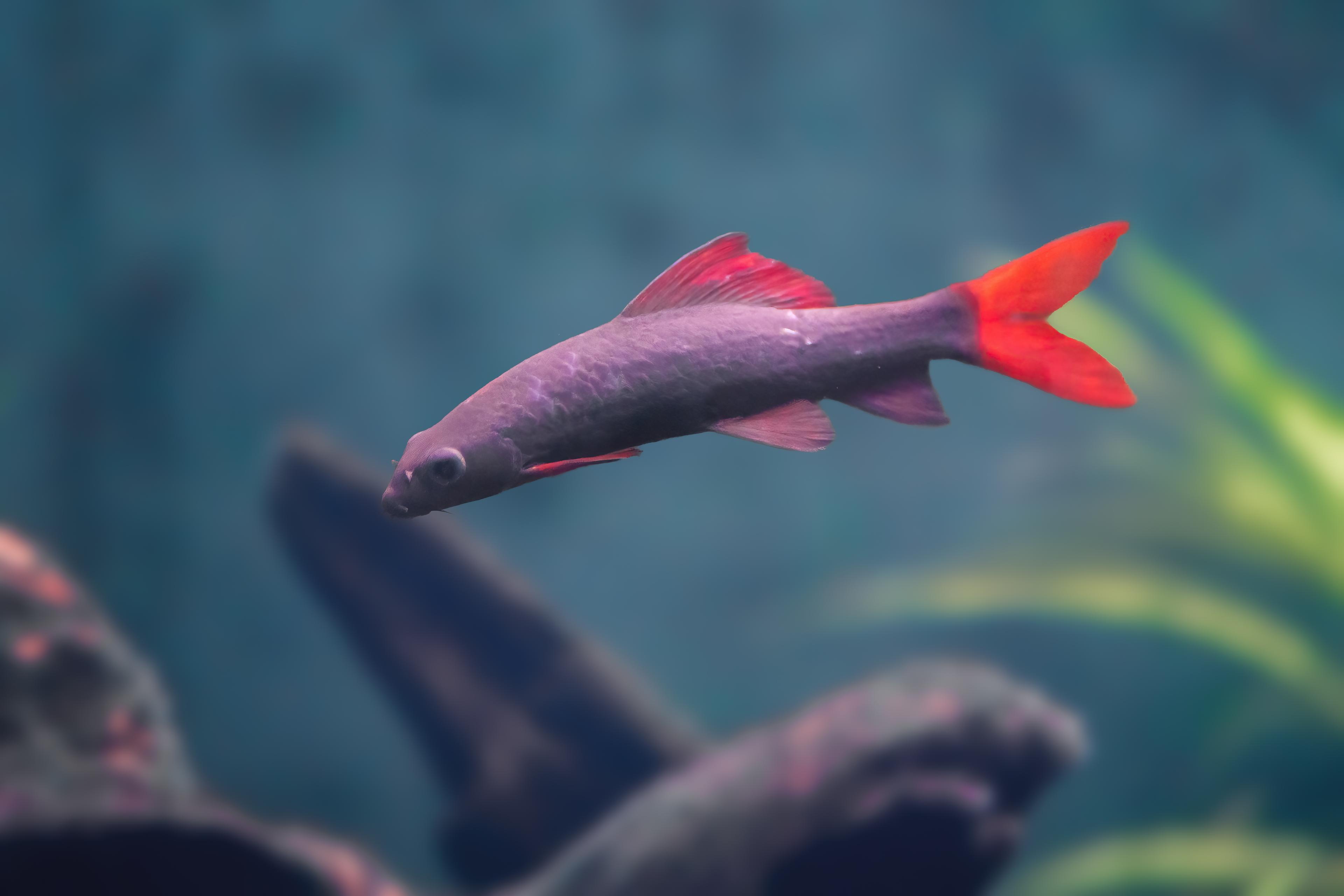 A photo of Rainbow shark