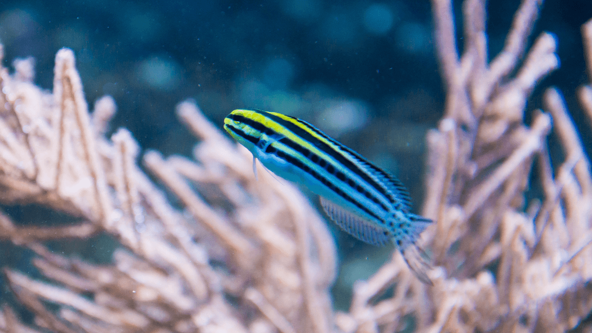 An image of a Striped blenny