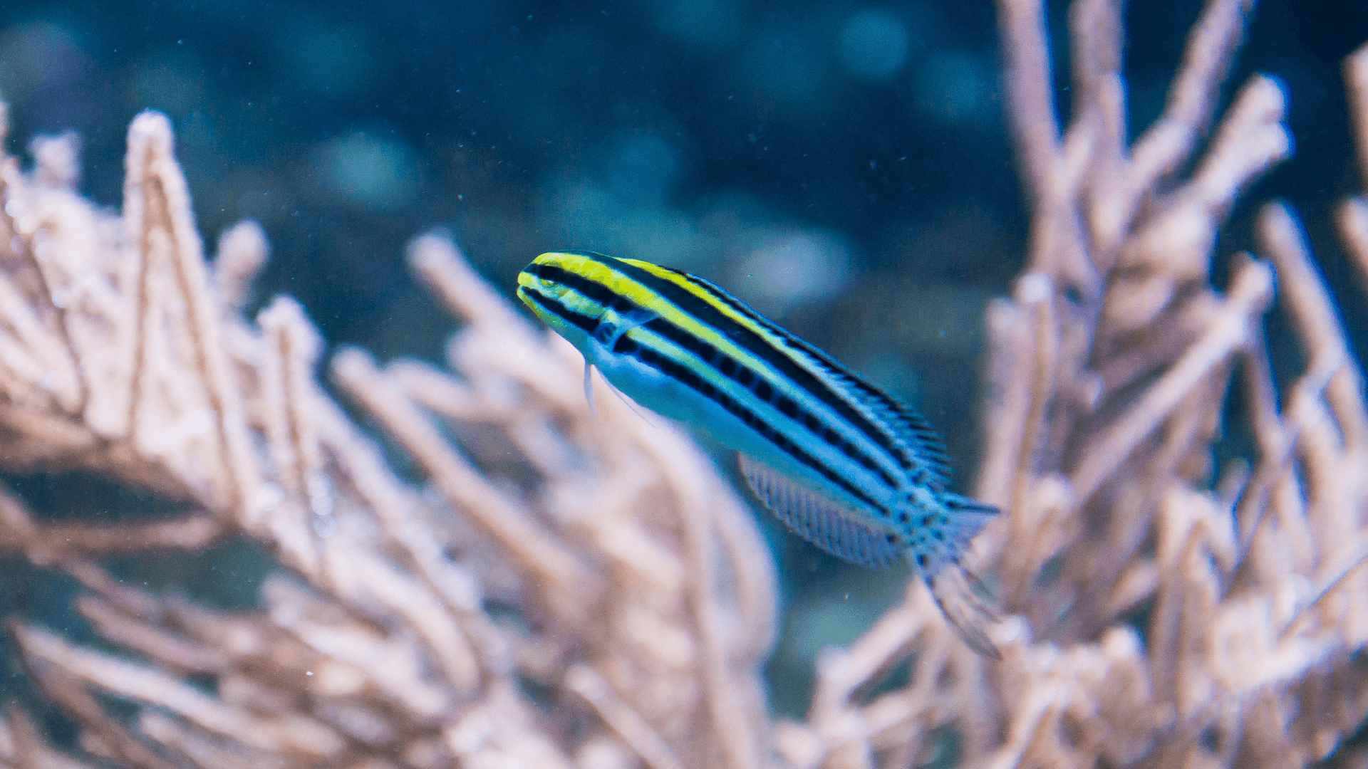 A photo of Striped blenny