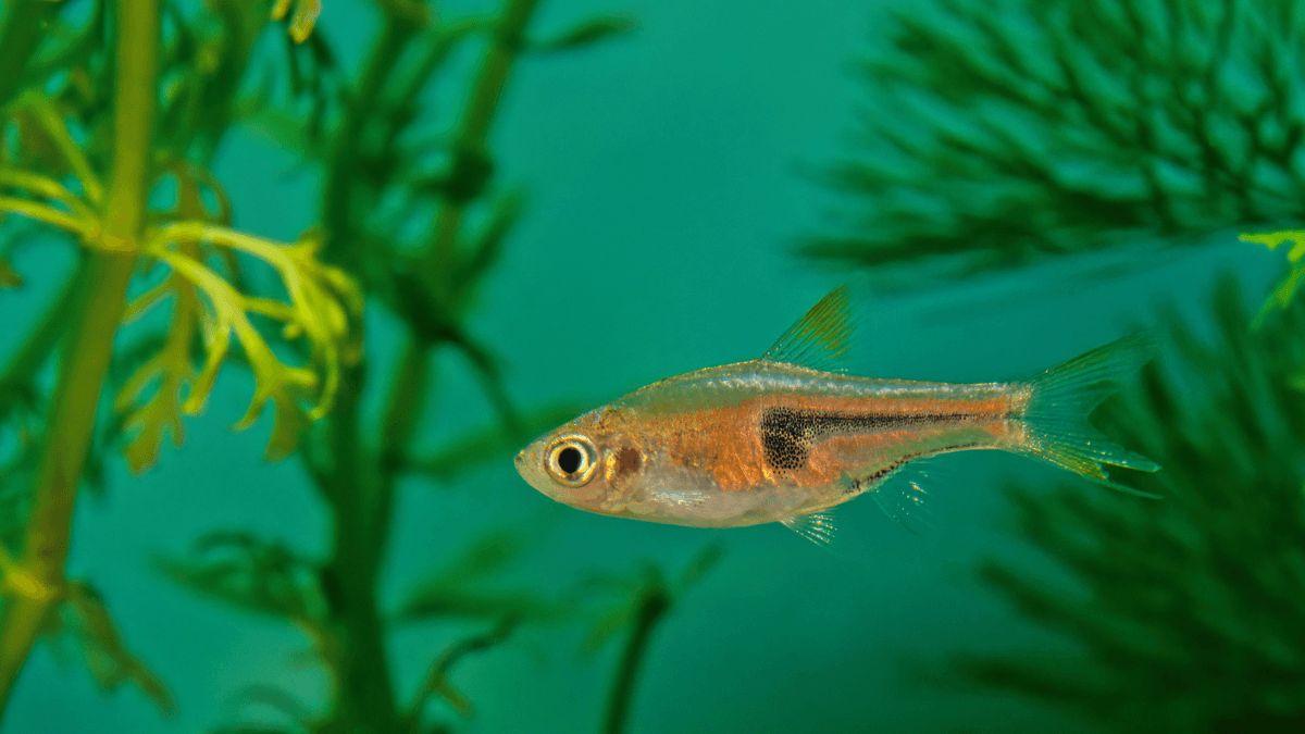 An image of a Glowlight rasbora