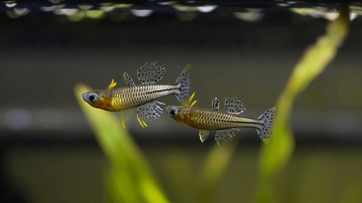 An image of a Spotted blue-eye