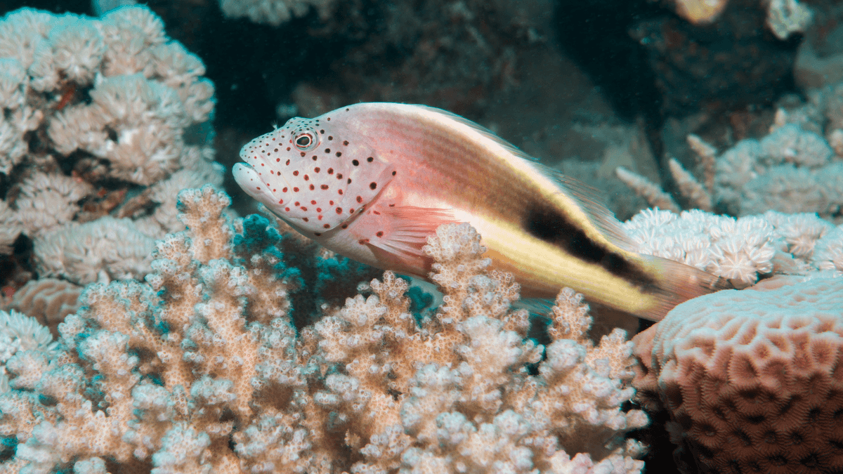 An image of a Freckled hawkfish