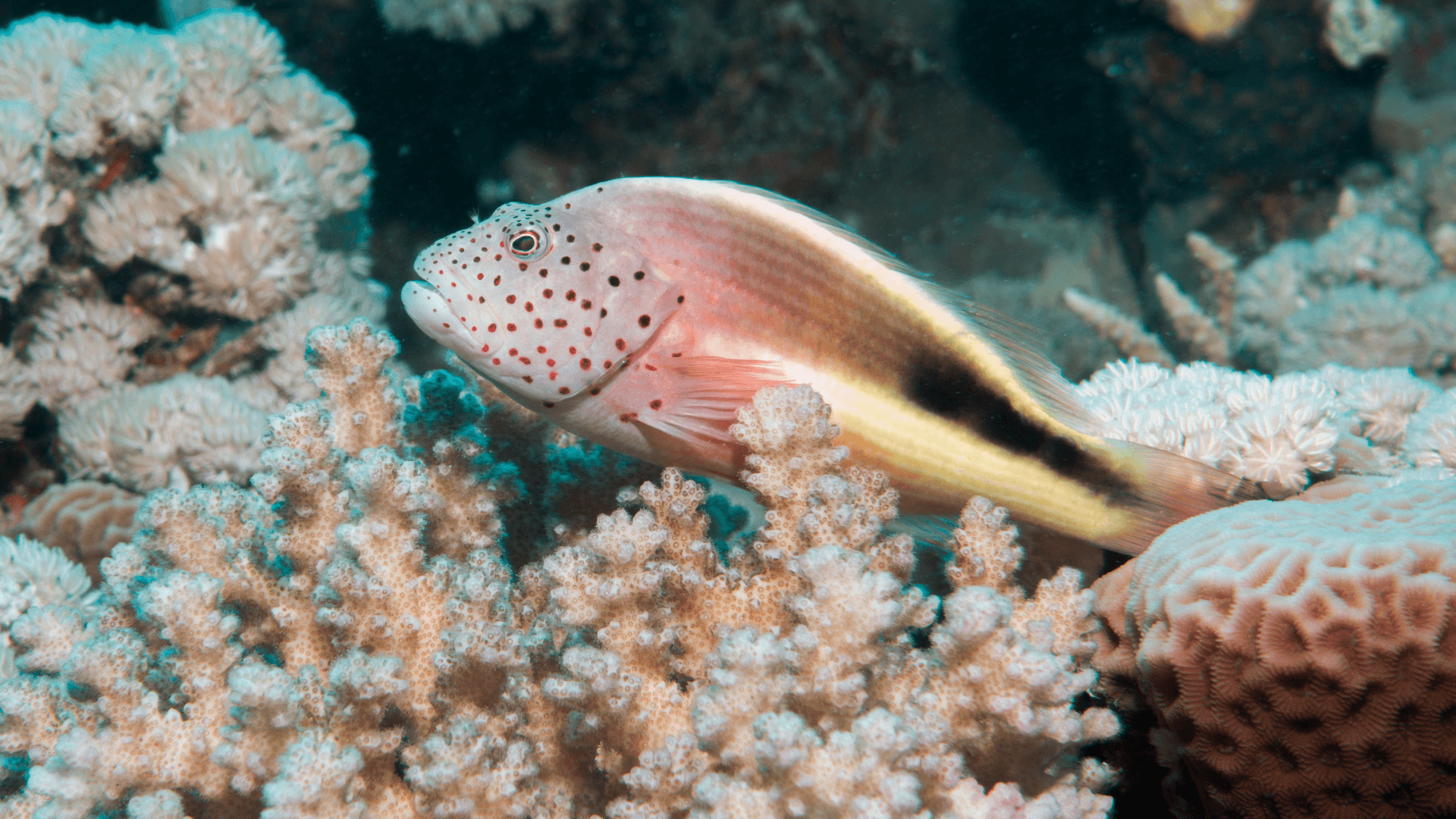 A photo of Freckled hawkfish