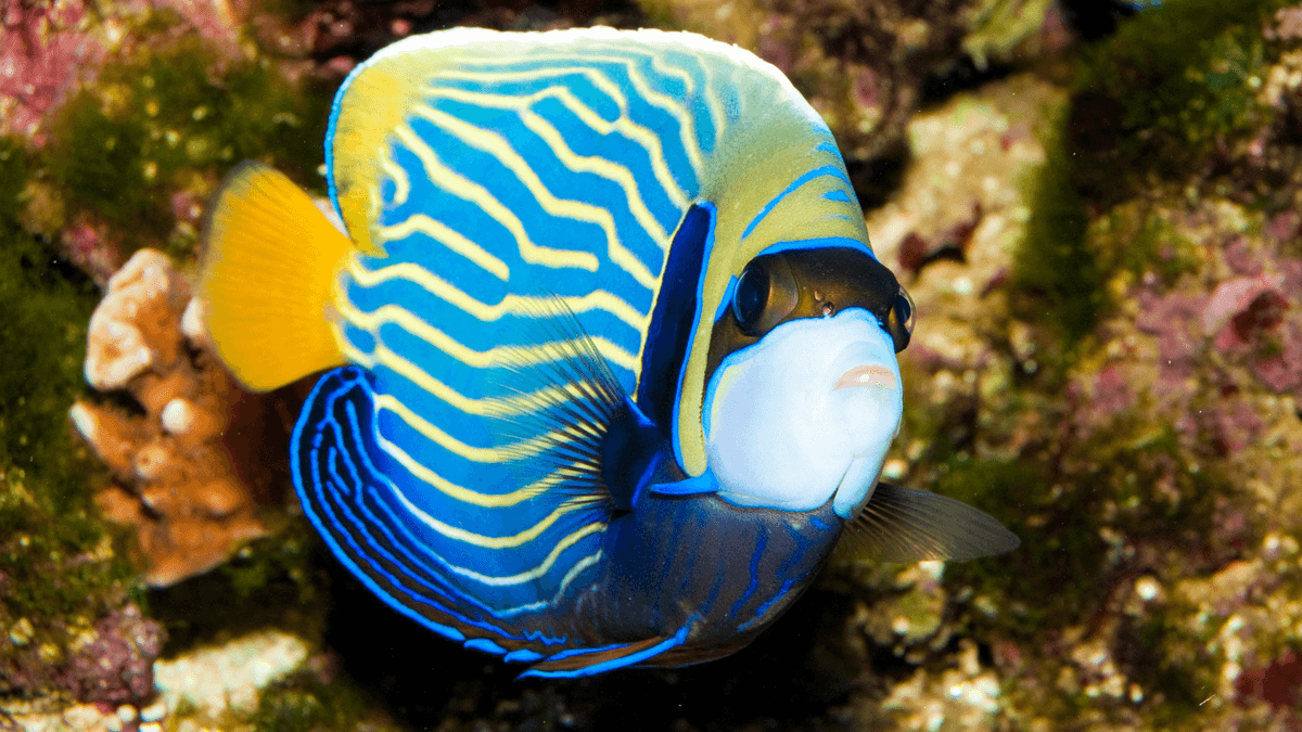 An image of a Emperor angelfish