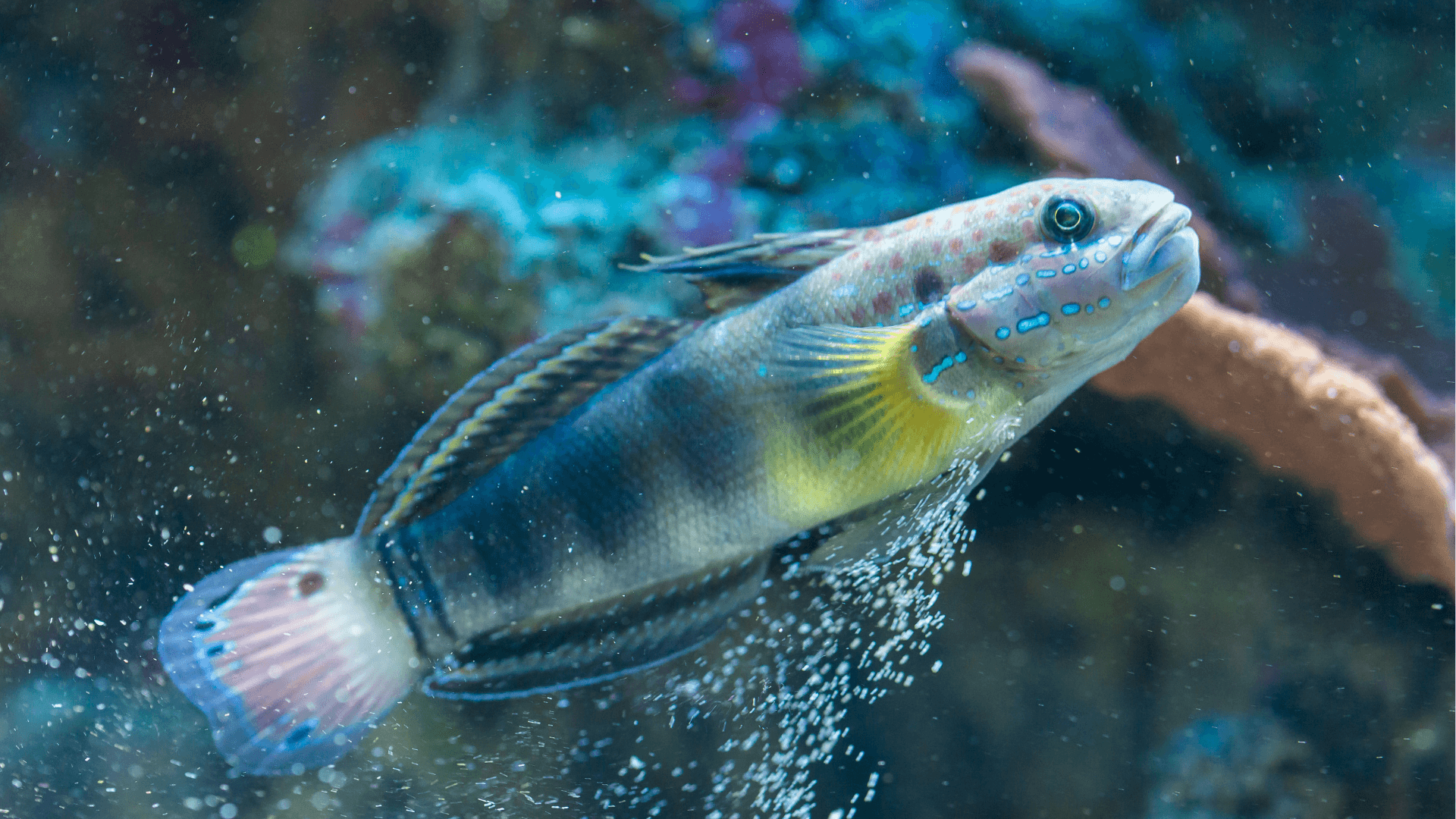 A photo of Sleeper banded goby