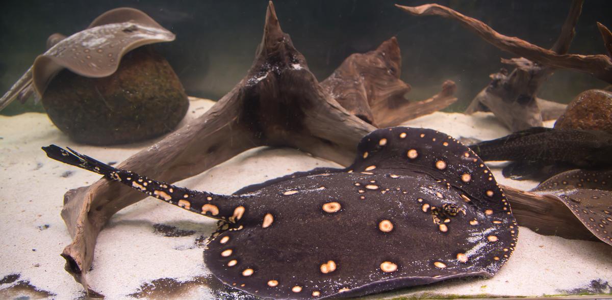 An image of a Black devil stingray