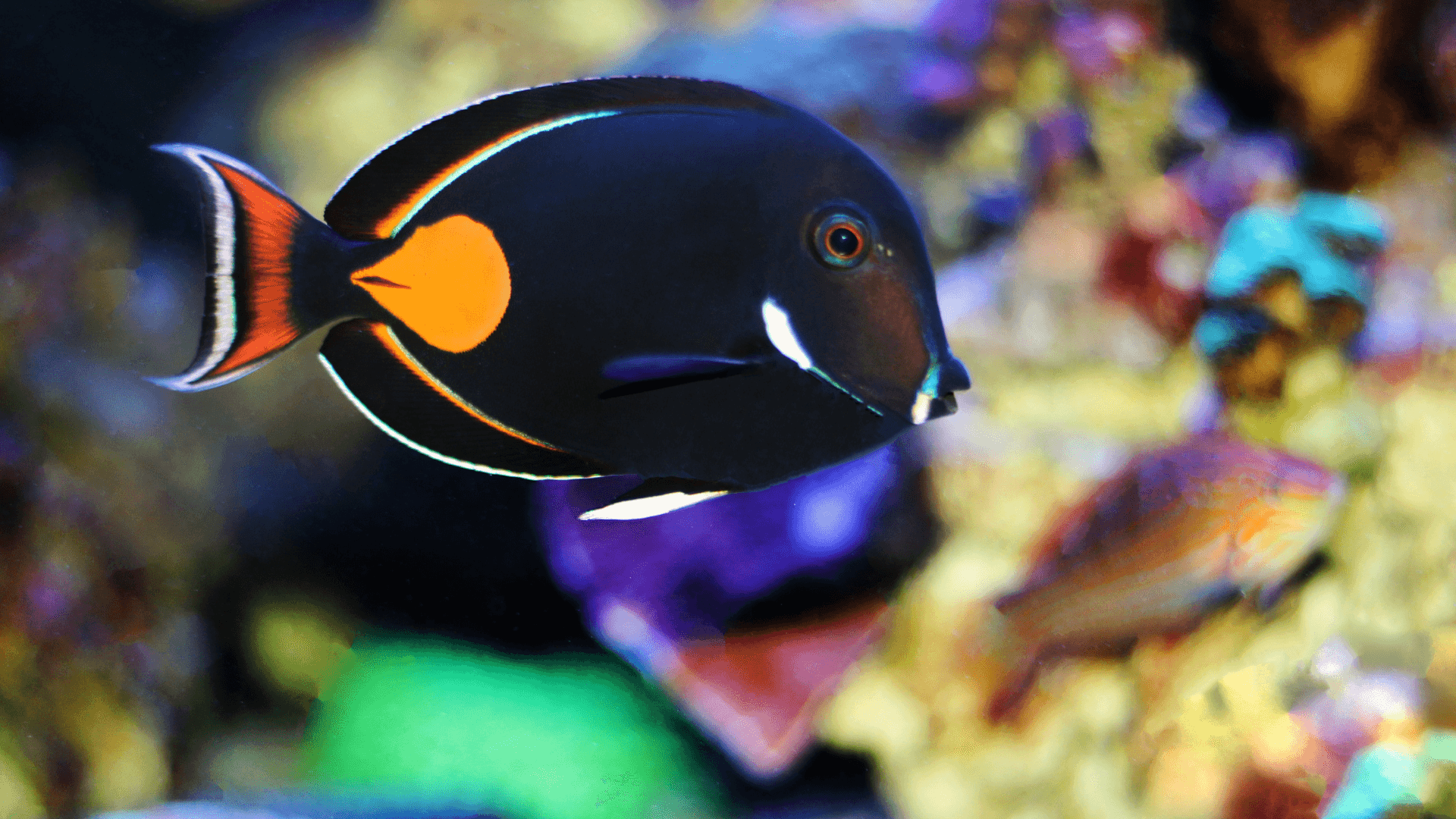 An image of a Distinguishing Butterflyfish, Angelfish, and Surgeonfish
