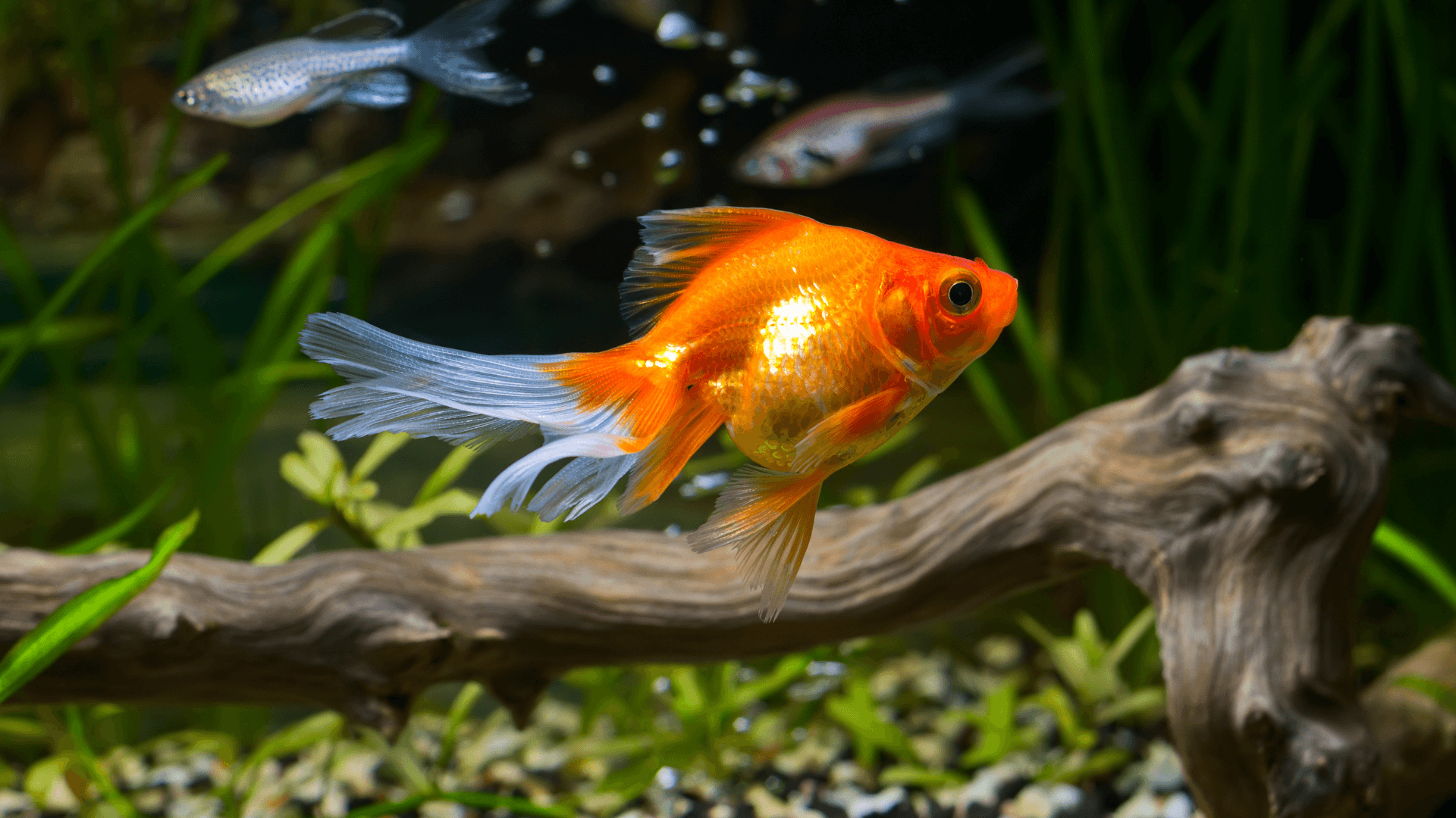 A photo of The Best Tank Mates for Goldfish