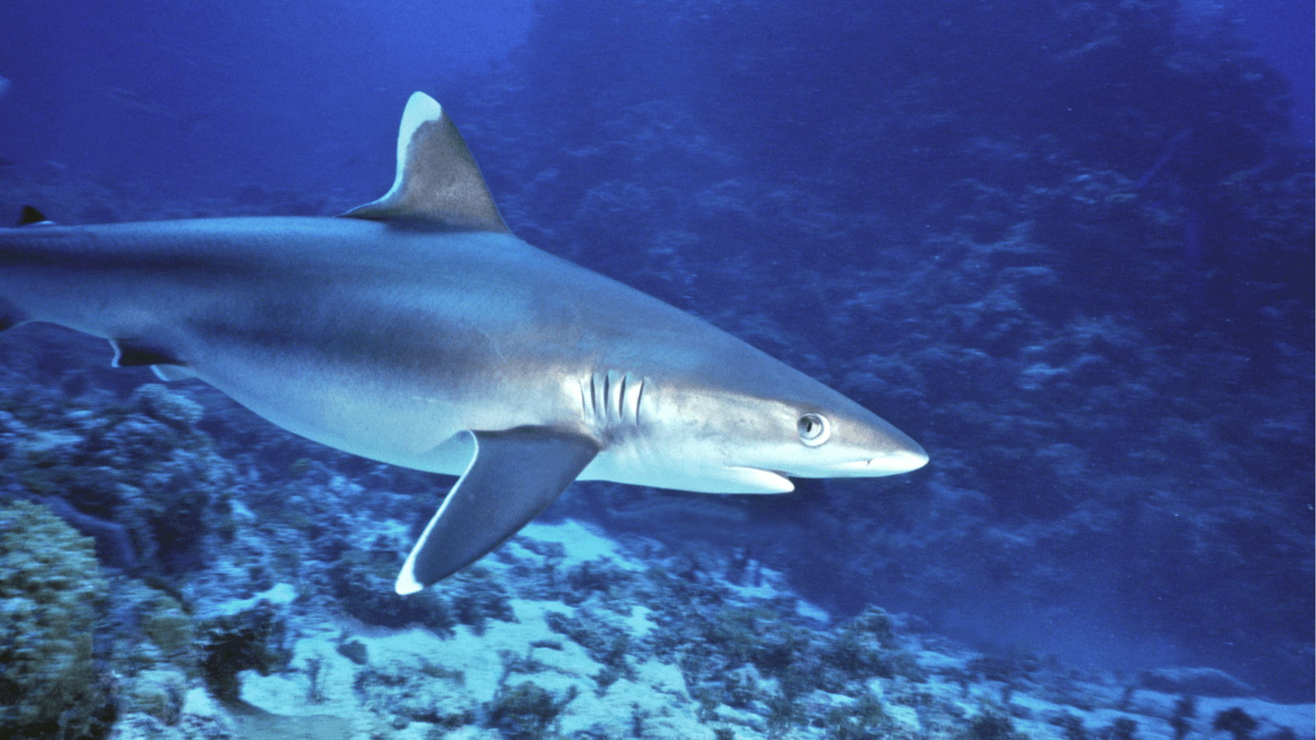 A photo of Whitetip reef shark