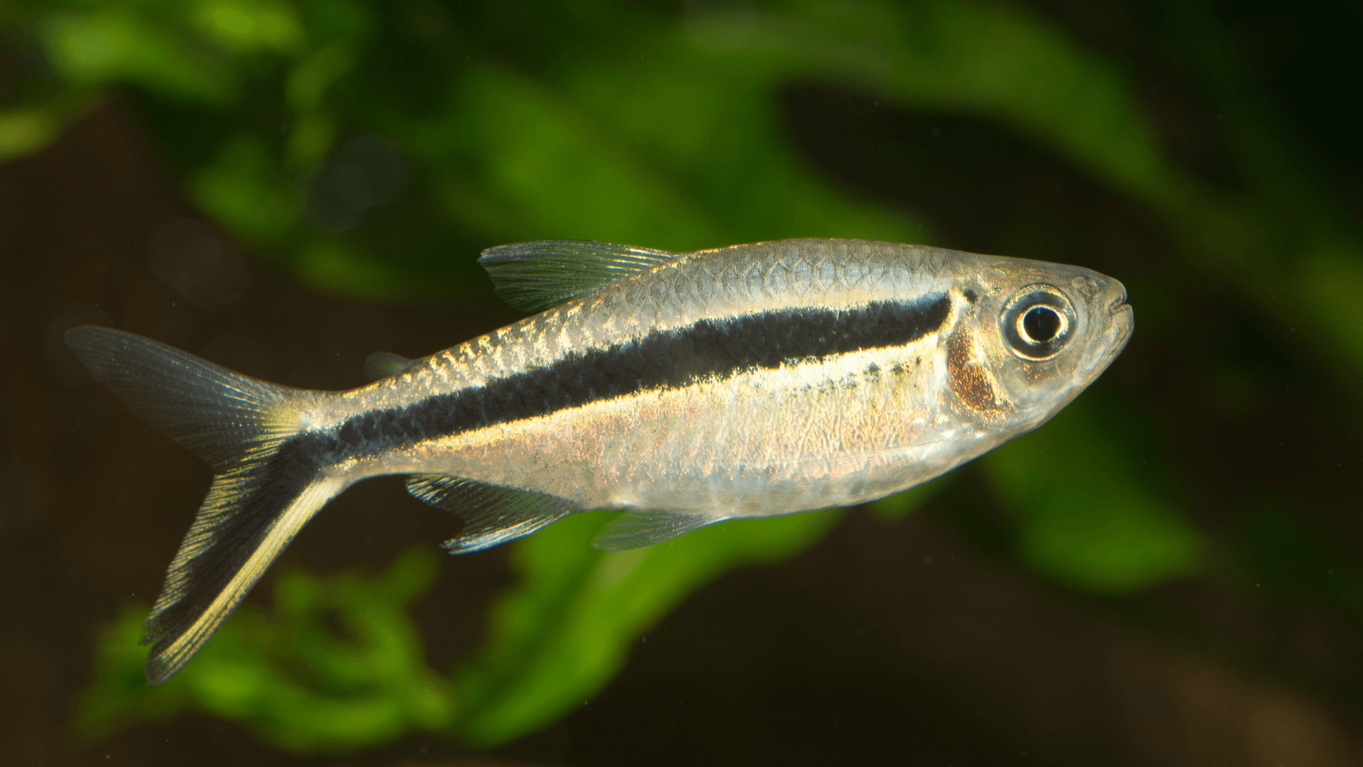 A photo of Emperor tetra