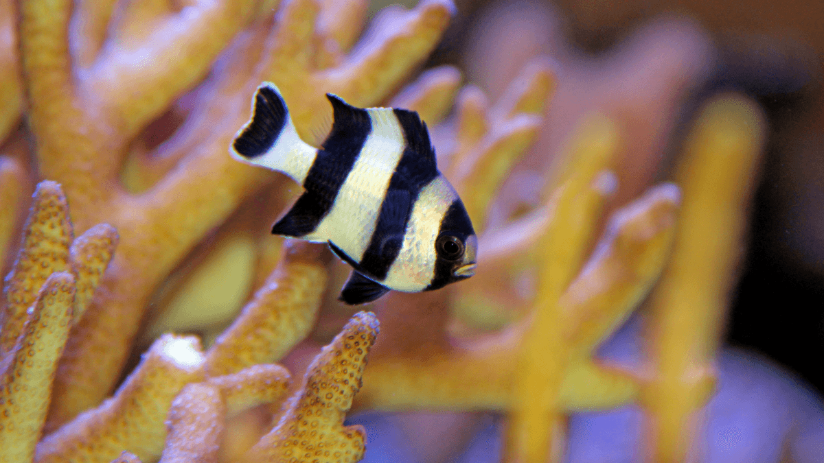 An image of a Four stripe damsel