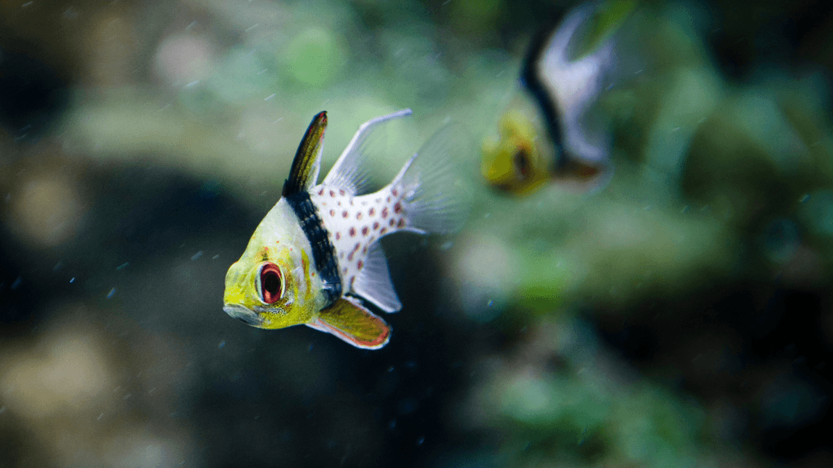 An image of Pajama cardinalfish