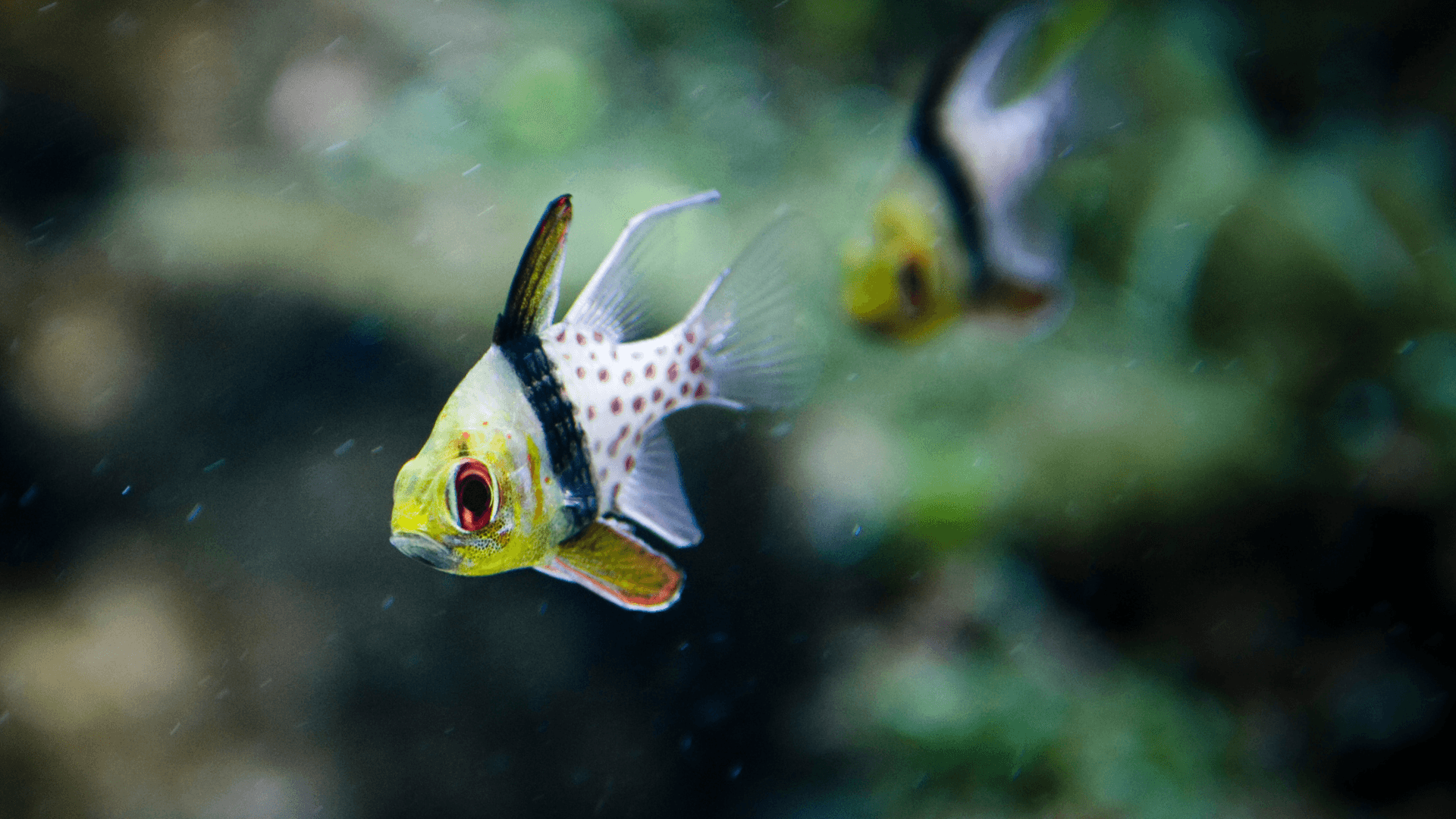 An image of a Pajama cardinalfish