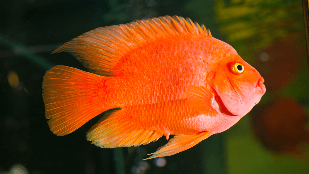 An image of a Blood parrot cichlid