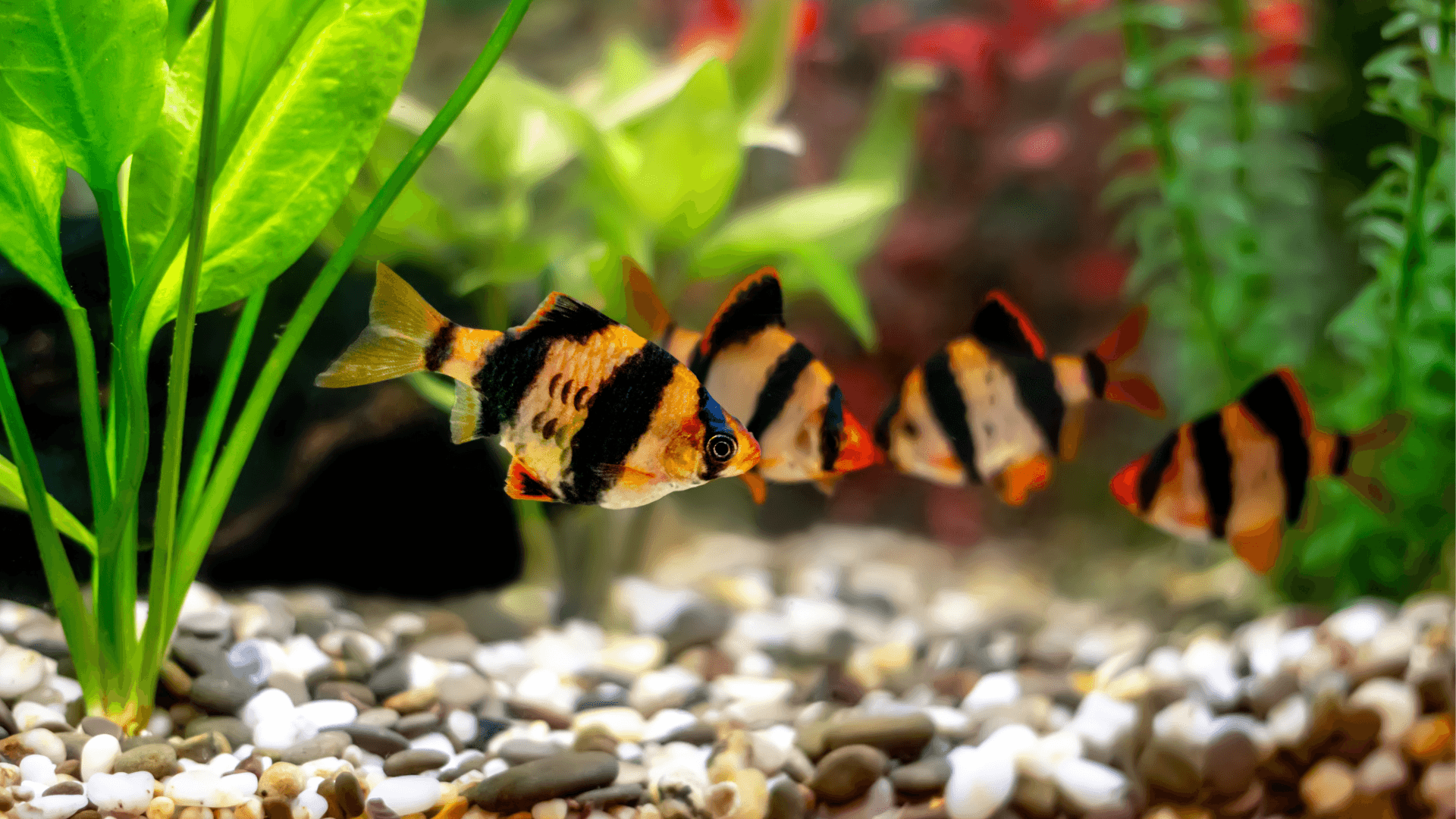 A photo of Tiger barb