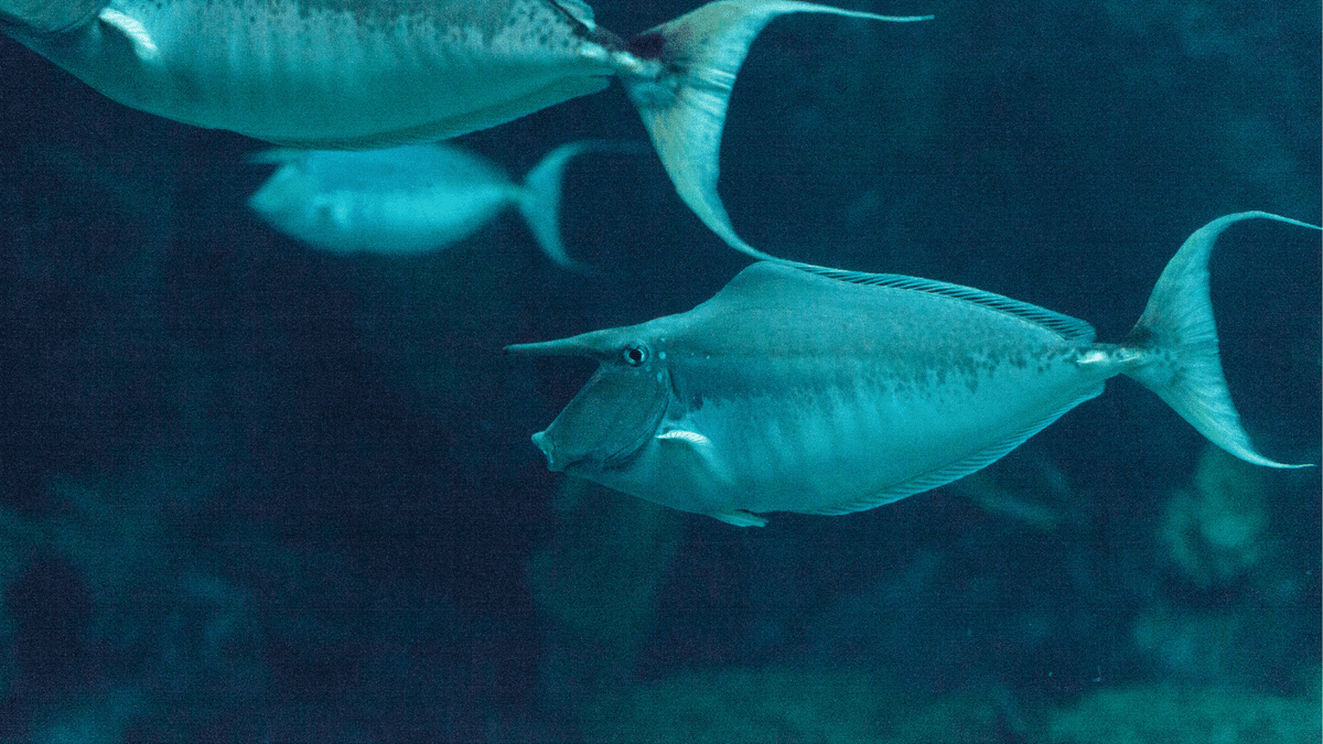 An image of a Unicorn tang