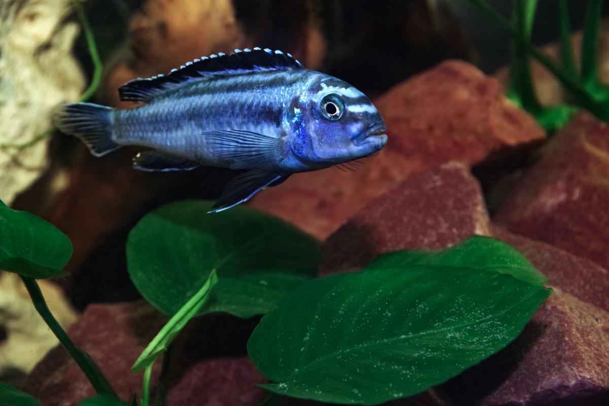 An image of a Johanni cichlid