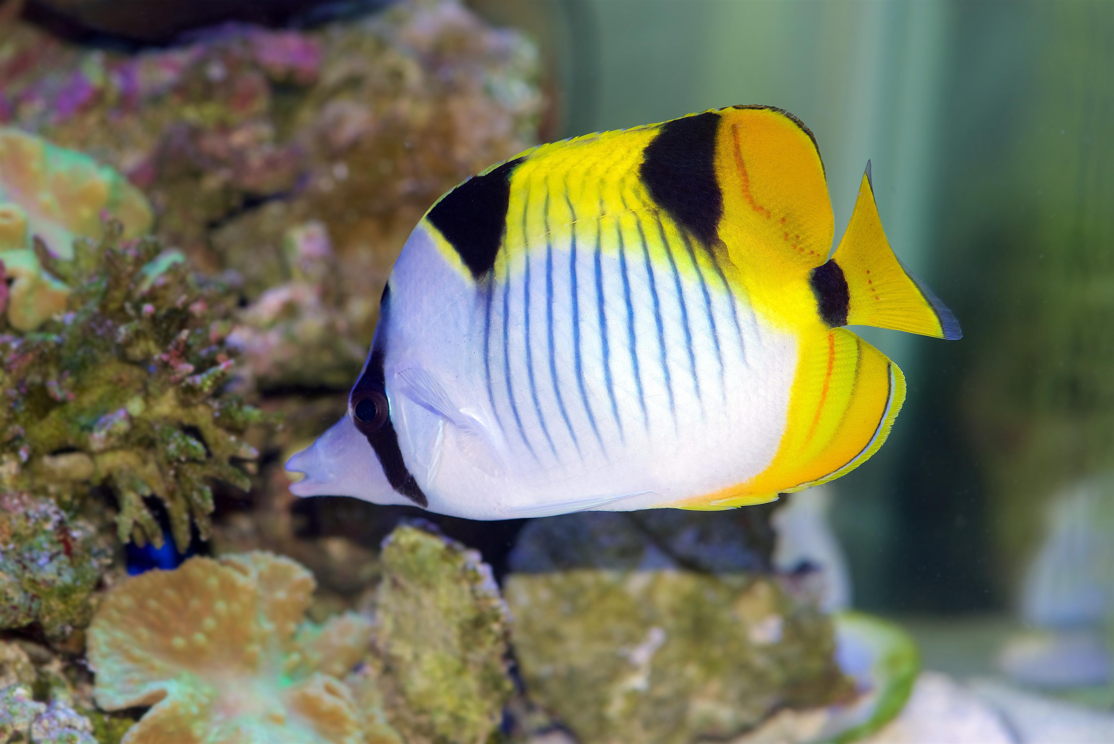 A photo of Blackwedged butterflyfish