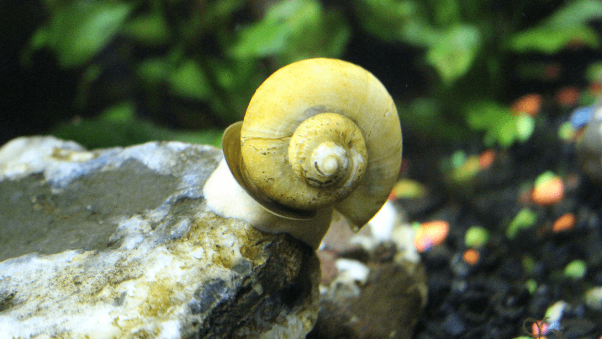 A photo of Mystery Snails