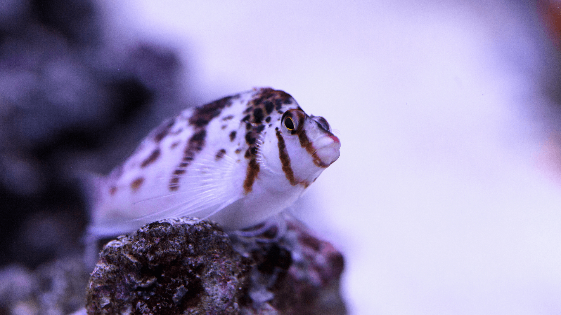 A photo of Falco's hawkfish