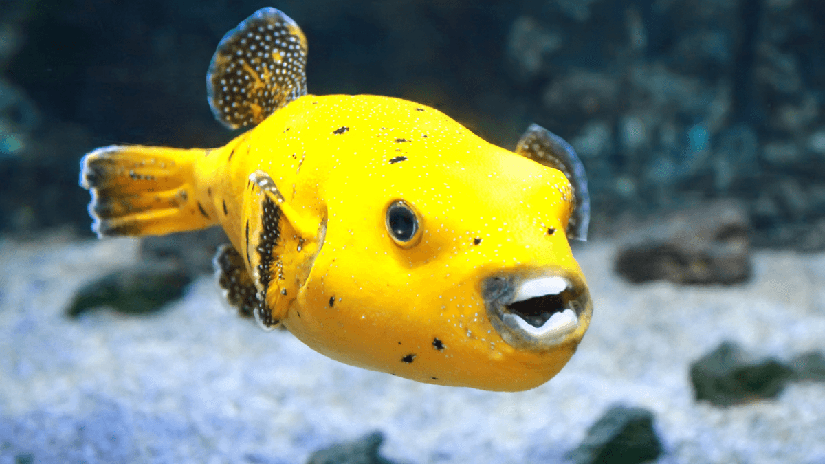An image of a Dogface pufferfish