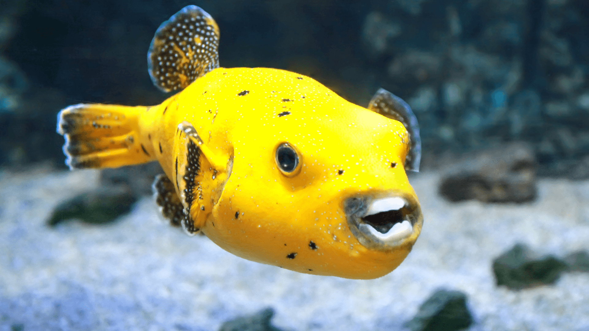 A photo of Dogface pufferfish