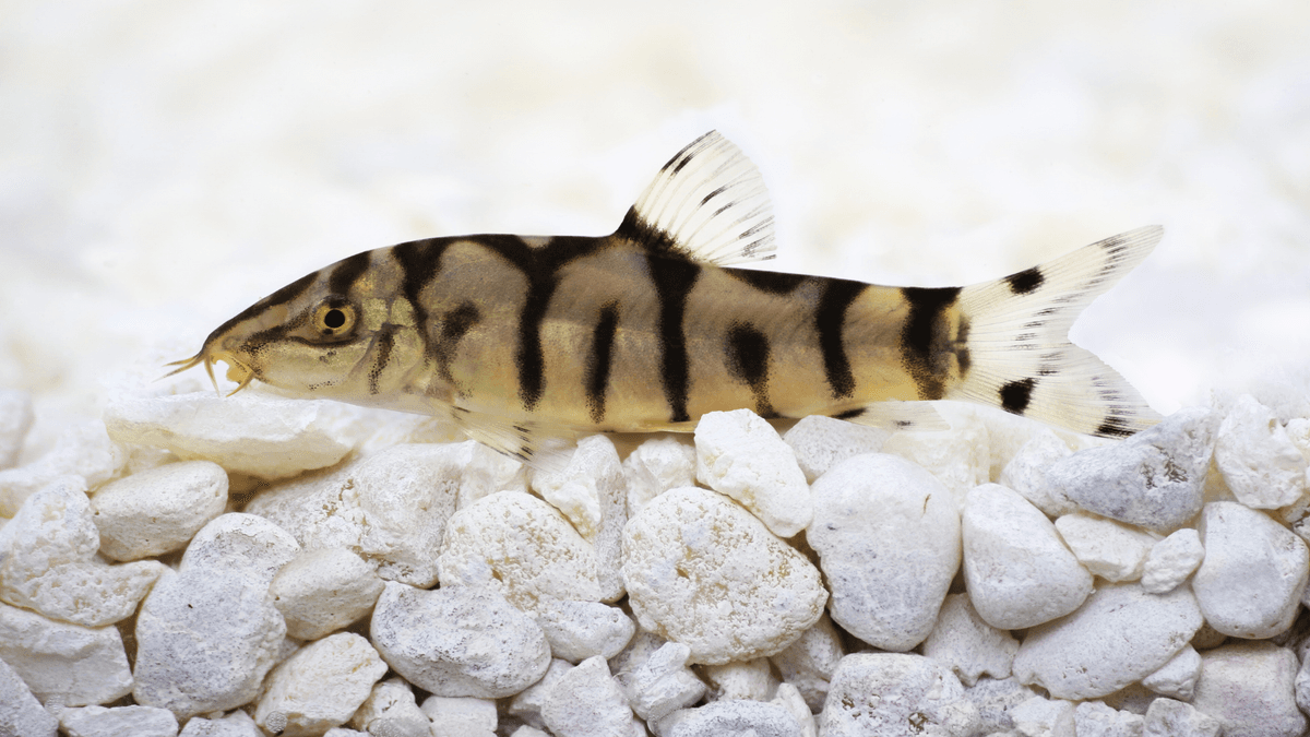 An image of a Yoyo loach