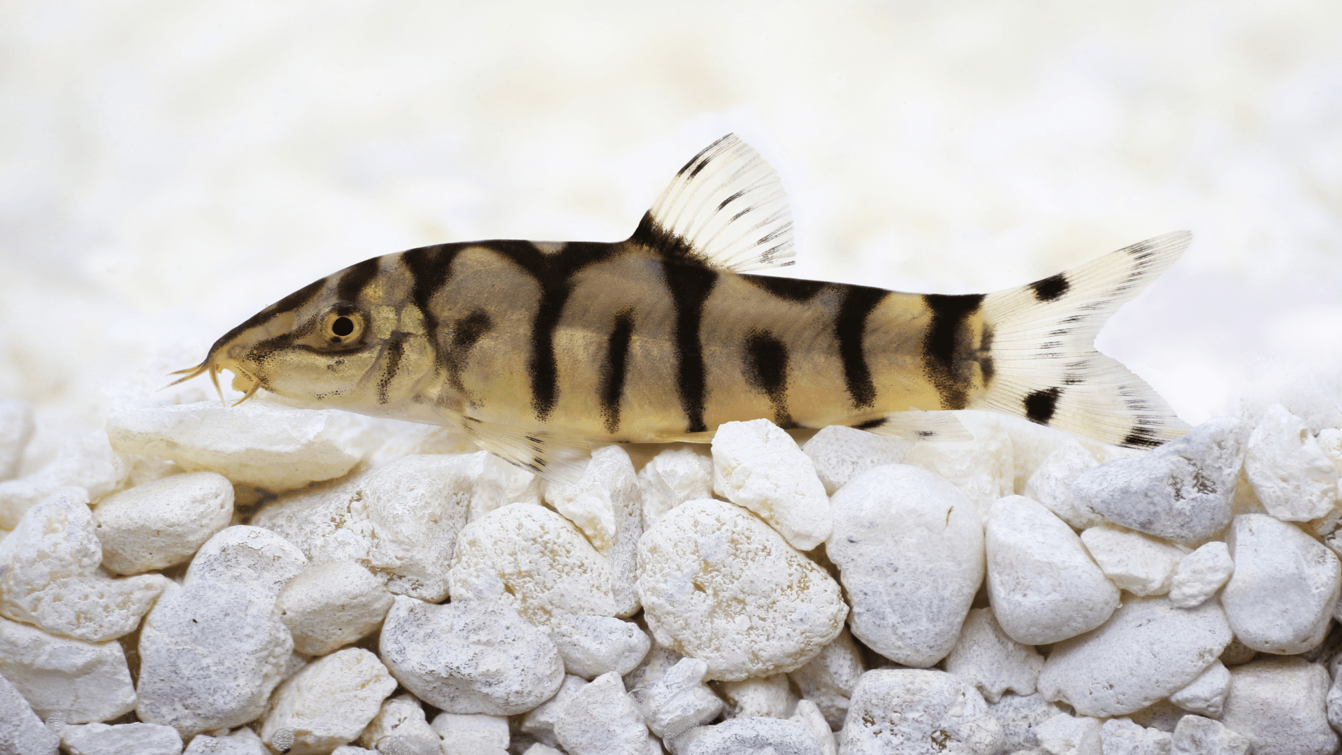 A photo of Yoyo loach