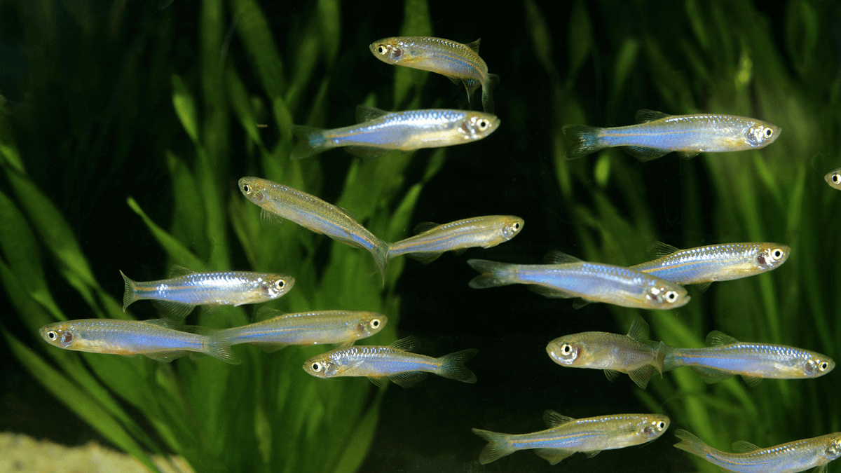 An image of a Pearl danio