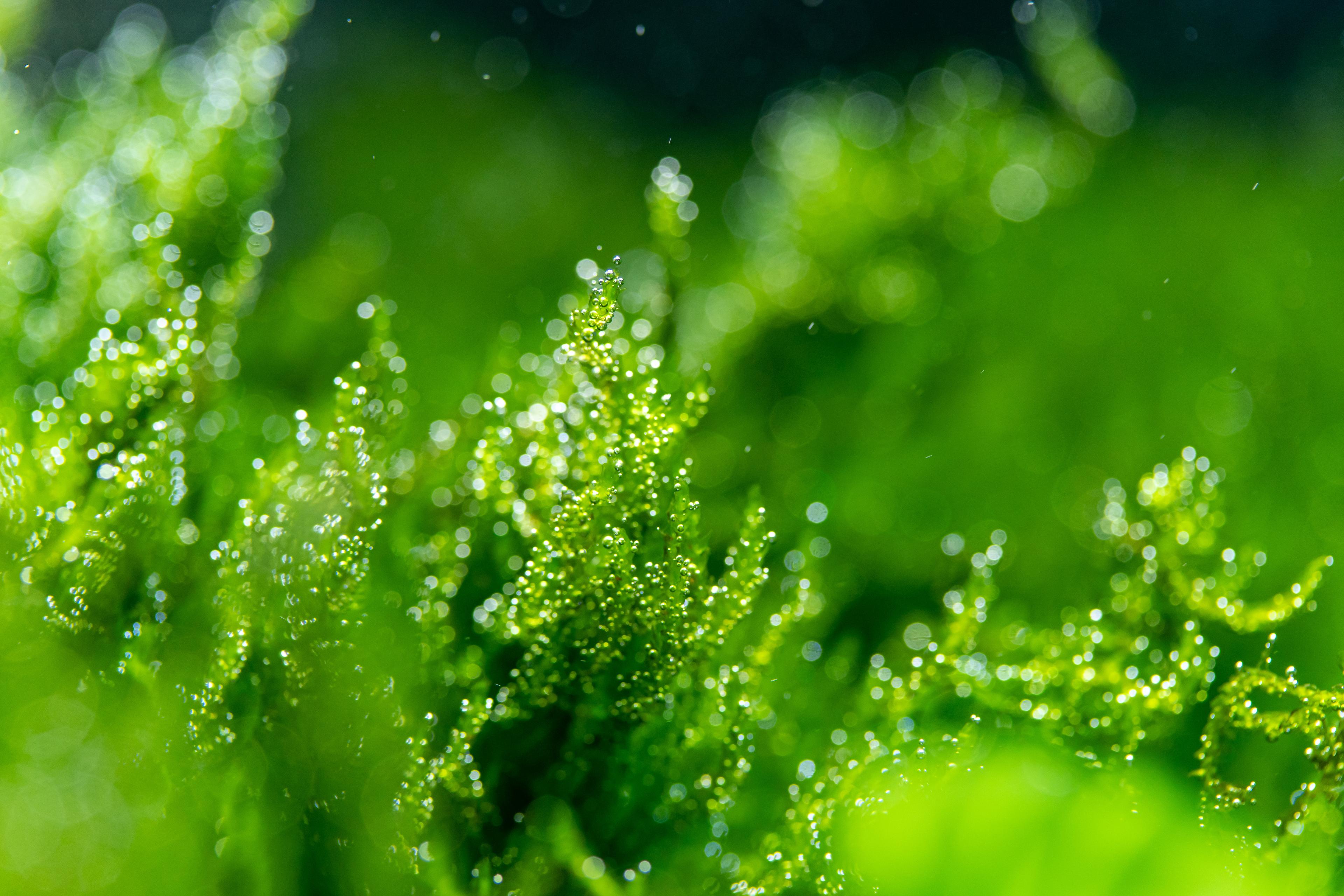 A photo of Taxiphyllum Flame Moss