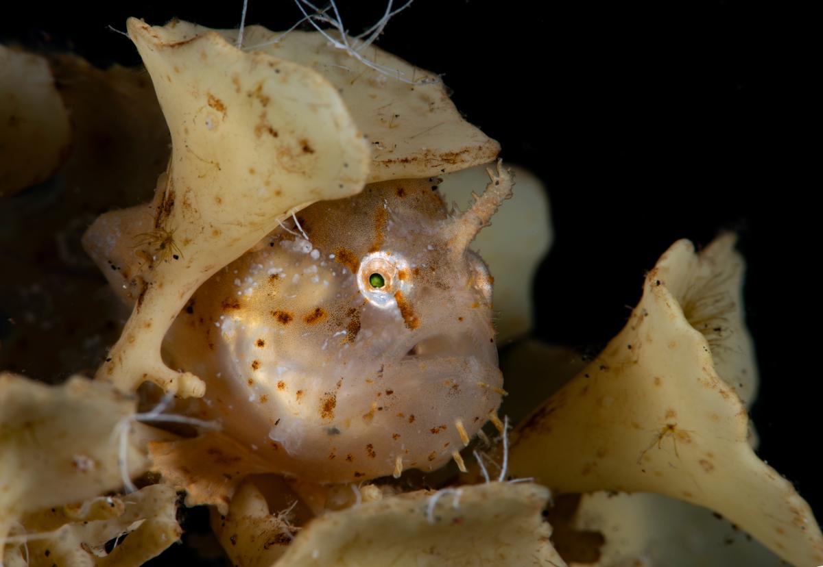 An image of a Sargassum frogfish