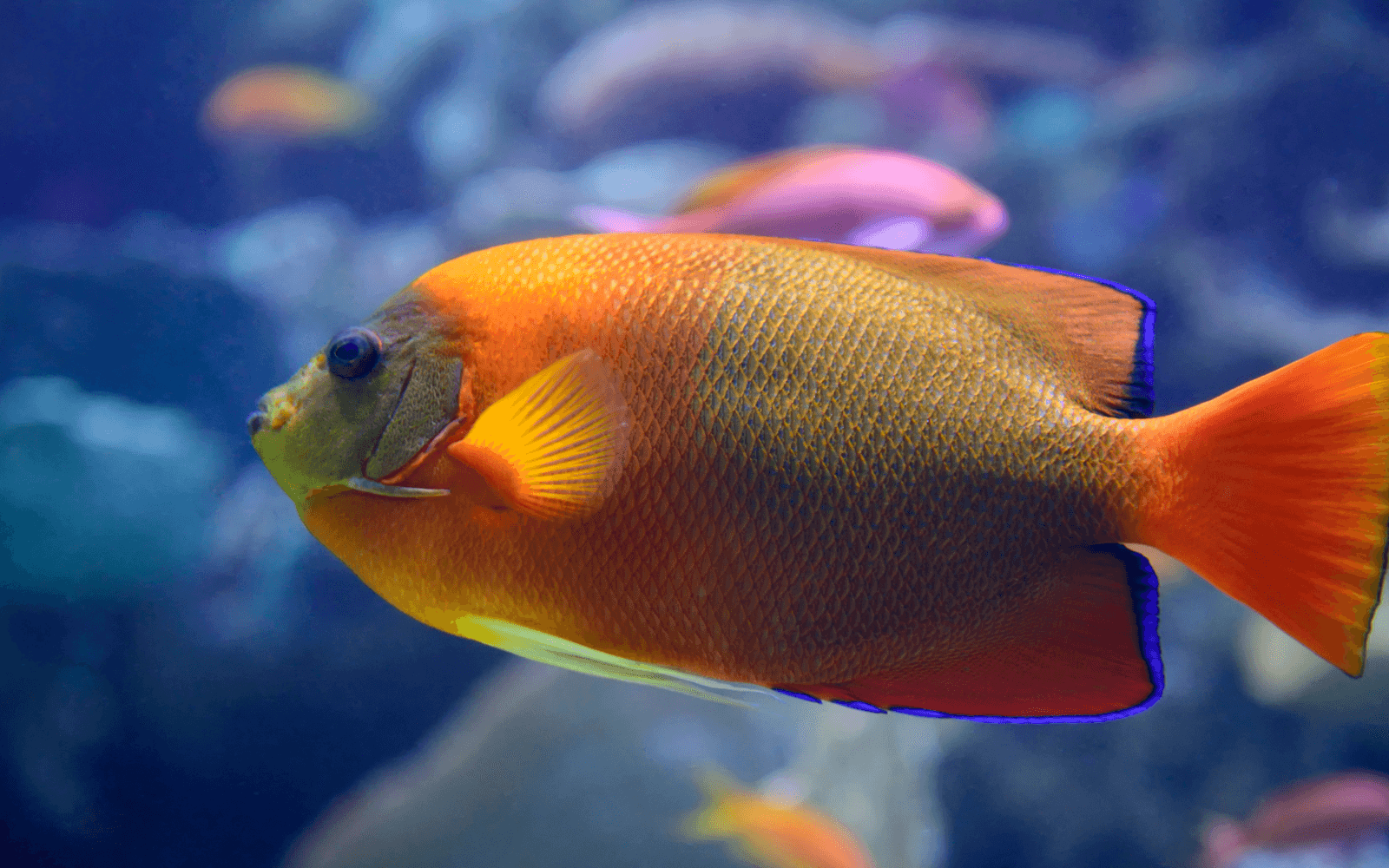 An image of the clarion angelfish