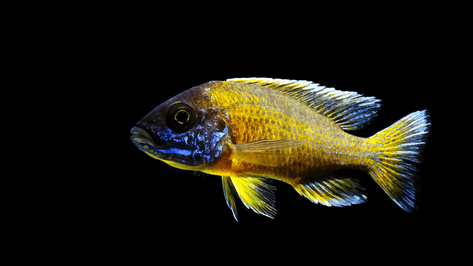 A photo of Sunshine peacock cichlid