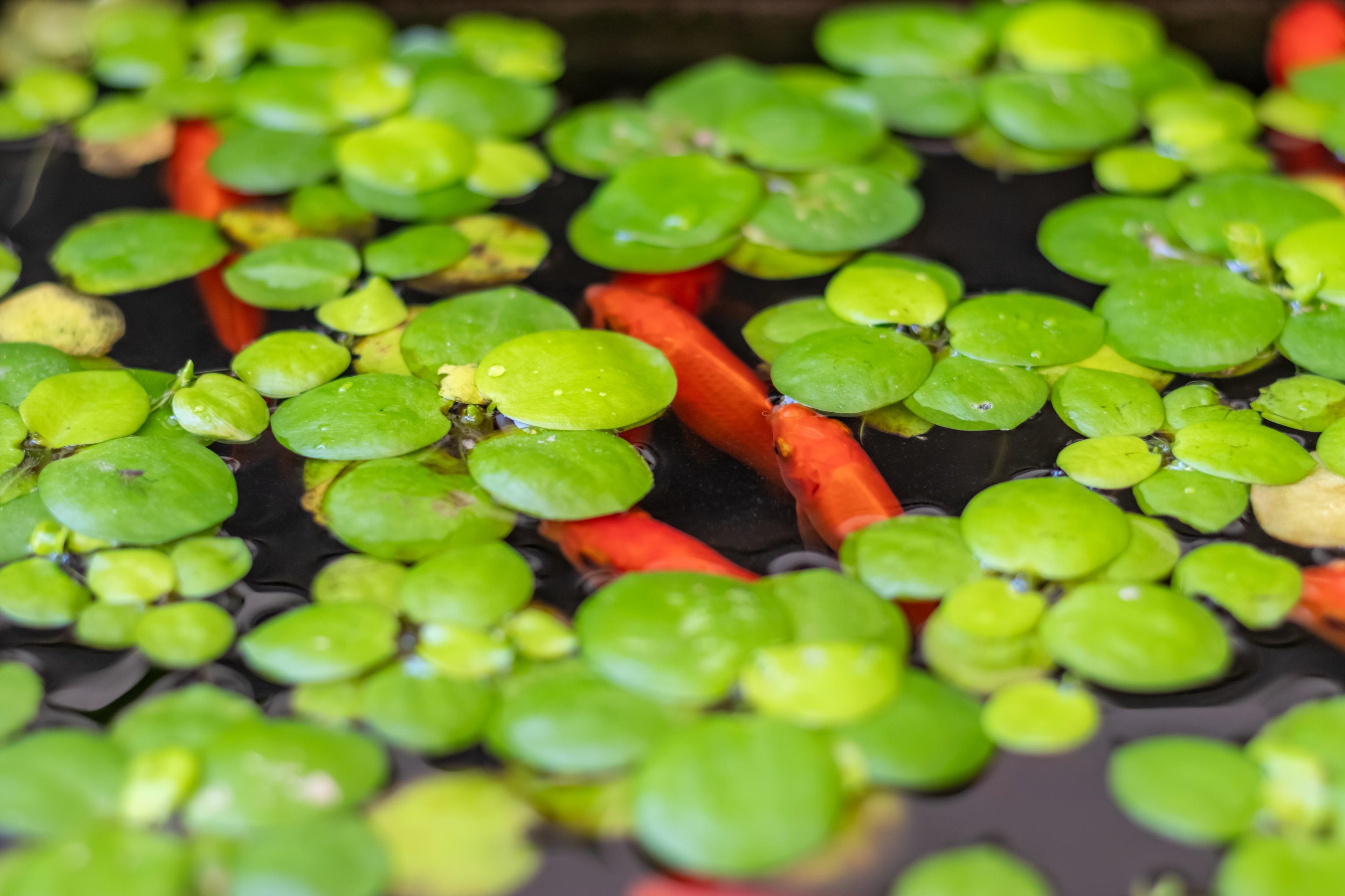 A photo of Exploring the World of Floating Aquarium Plants