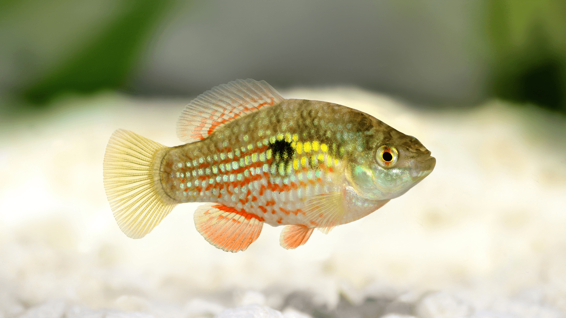 A photo of American Flagfish