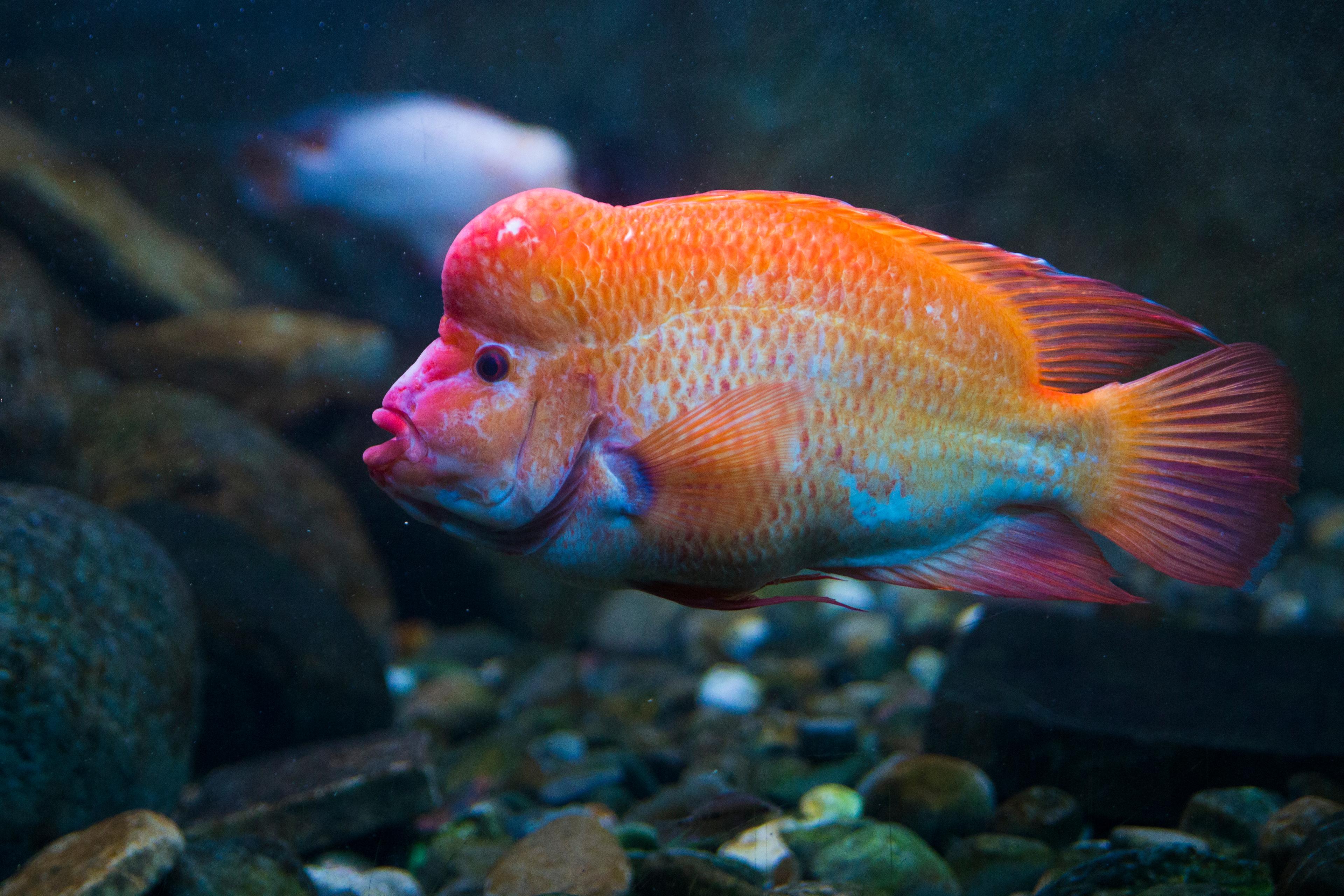 A photo of Red devil cichlid