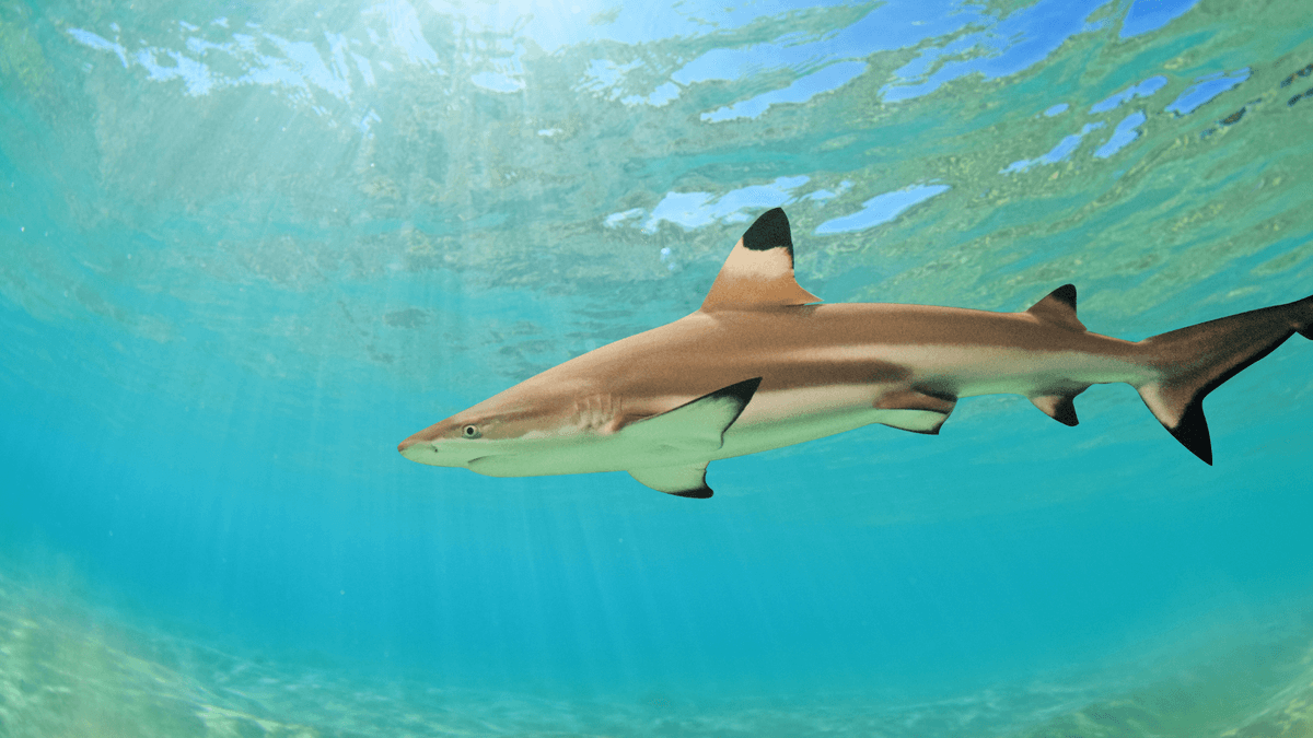 An image of a Blacktip reef shark