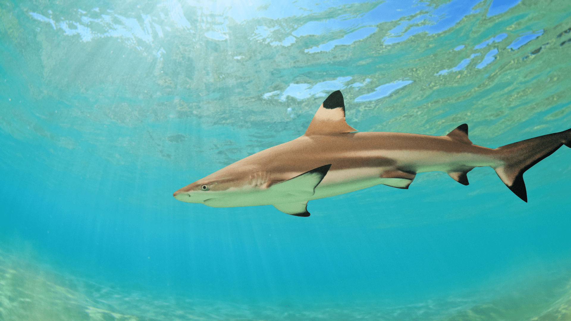 A photo of Blacktip reef shark