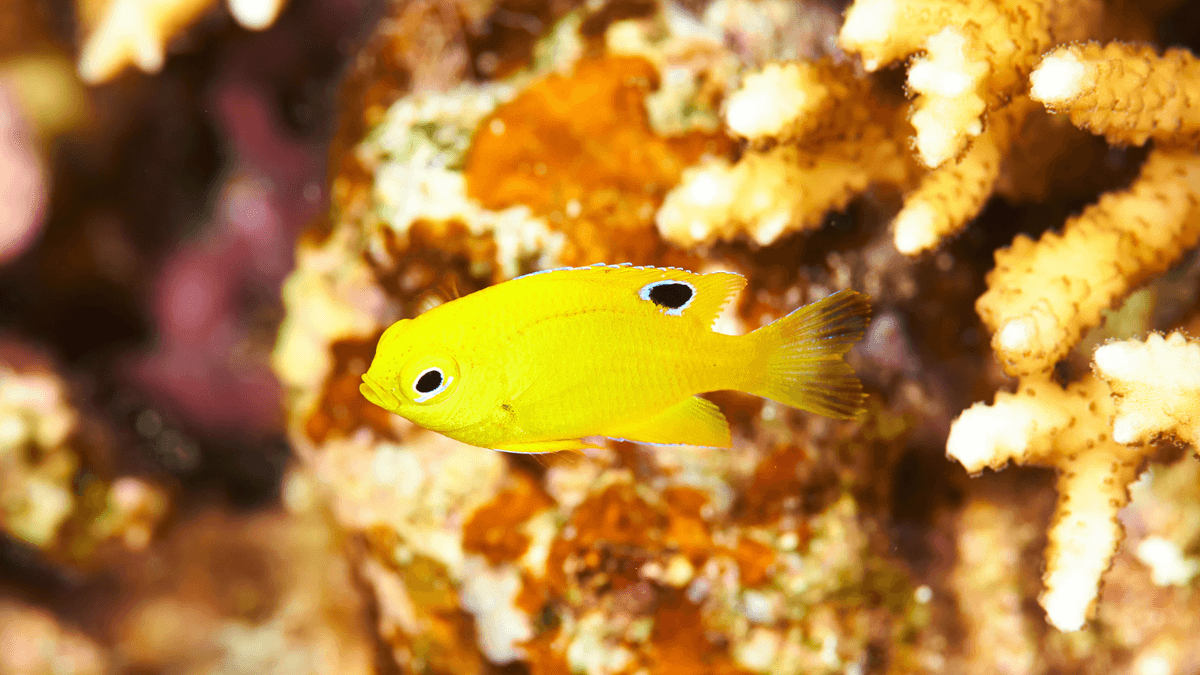 An image of a Banana wrasse