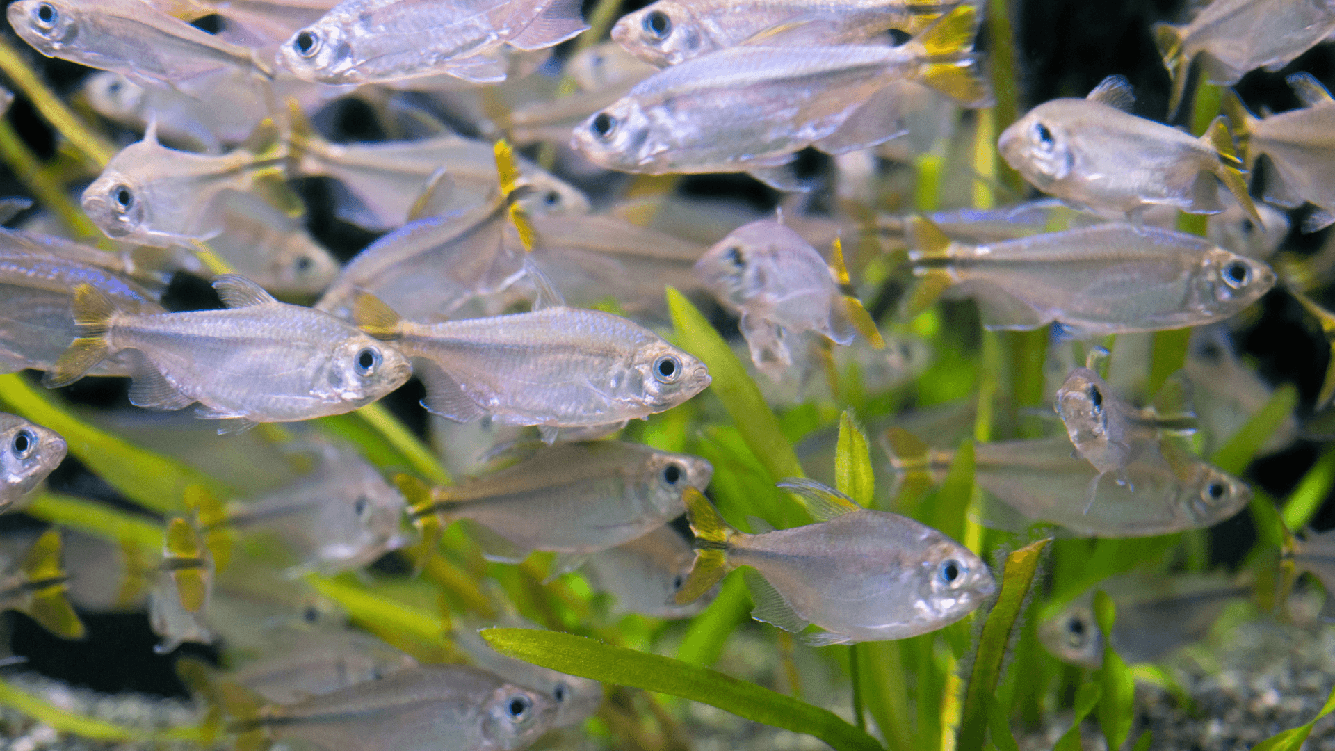Many female congo tetra swimming in a school