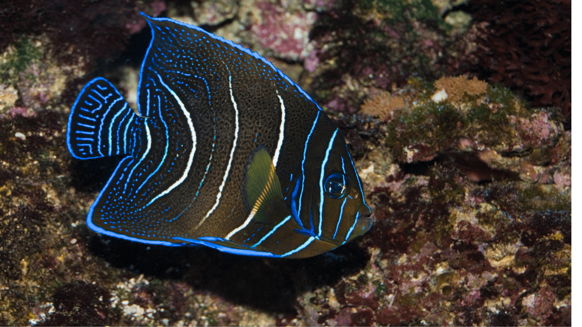 A photo of Koran angelfish