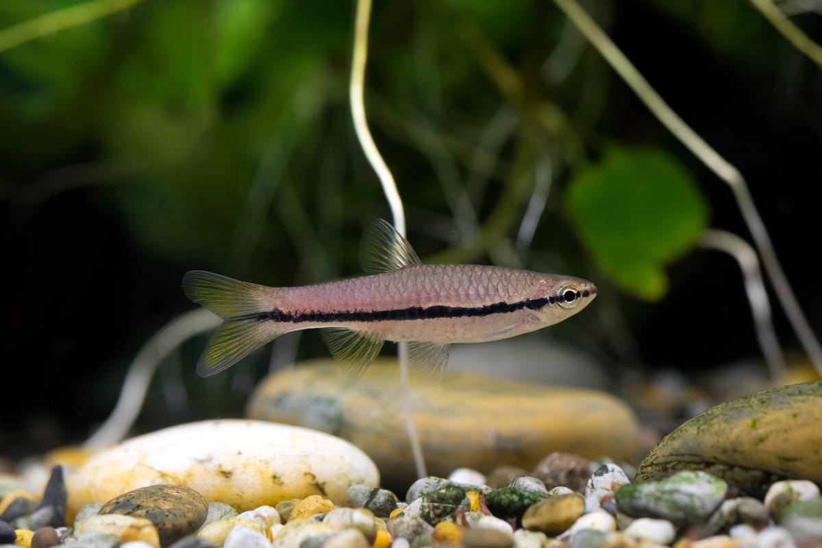 An image of a Brilliant rasbora