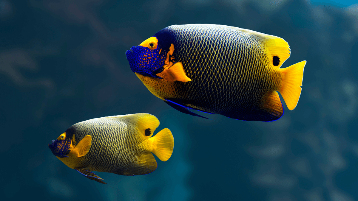An image of a Blueface angelfish