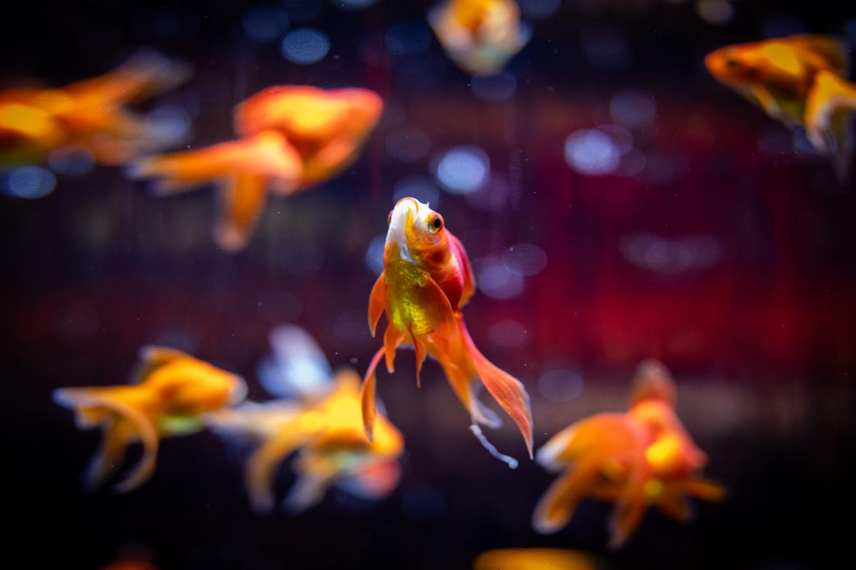 An image of a Goldfish