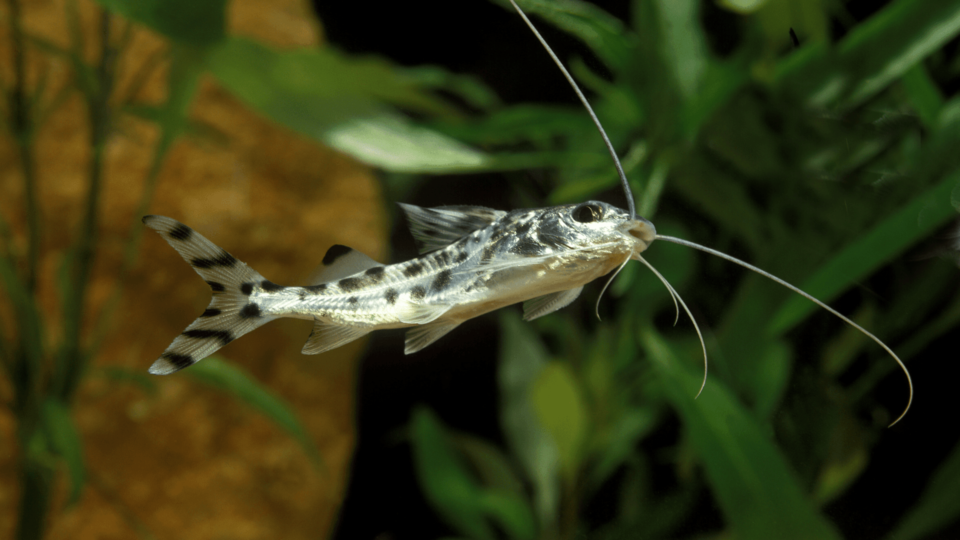 An image of a Pictus Catfish