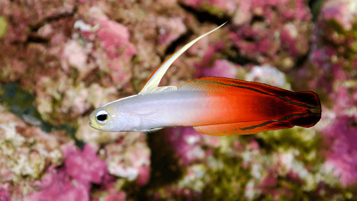 An image of a Firefish